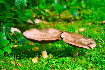 Plakat mushroom in the grass