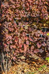 Allphotokz Gorkiypark 20191026 4488 D810 S