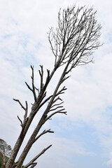 dead tree in the sky