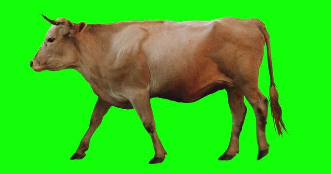 Red bull walking on a transparent background. Cyclic animation. Green Screen. Can also use as a silhouette.
