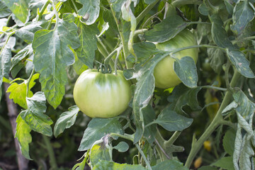 a green tomato hanging from a Bush