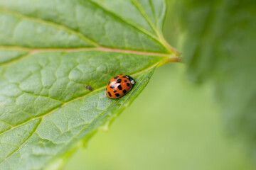Red ladybug on a green leaf
