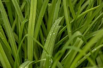 Meadow grass in raindrops, natural science. ecology, Earth Day, clean water conservation concept