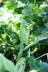 Young, green peas on a twig and on a Board close-up