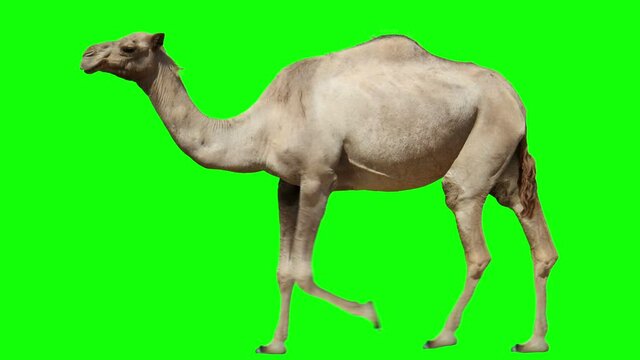 Arabian camel walking on green screen for easy chroma keying. One-hamped Somali dromedary video allows to add background in post-production. Element for visual effects.