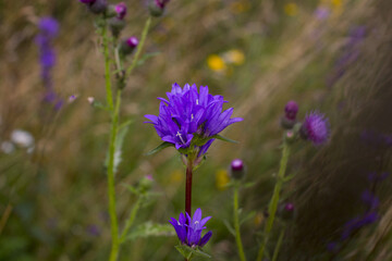 beautiful garden flowers close up