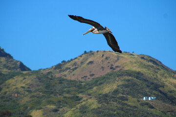 Fototapeta na wymiar a majestic pelican bird in flight at the beach at Malibu Lagoon in California