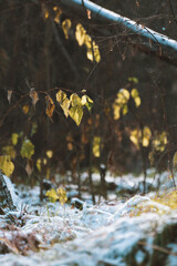 Autumn birch branch on the background of a snowy forest