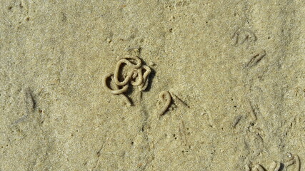 Nahaufnahme eines charakteristischen Kothaufen eines Wattwurms (Arenicola marina) © JorGillwald