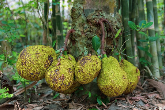 Abundant Chempedak or Artocarpus Integer fruits similar to jackfruits grown in  natural forest
