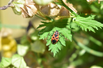 Feuerwanze