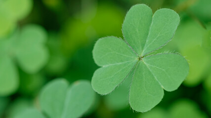 Fototapeta na wymiar Spring background frame. Lucky Irish Four Leaf Clover. Green background with three-leaved shamrocks. St. Patrick's day holiday symbol.