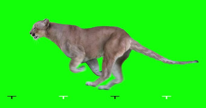 Cougar is running. Isolated and cyclic animation. Green Screen.