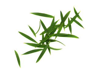 Melaleuca leaves (Tea Tree). Top View. Isolated on White Background.