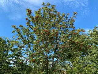 Large tree, with red berries, set against a blue sky in, Saltaire, Bradford, UK