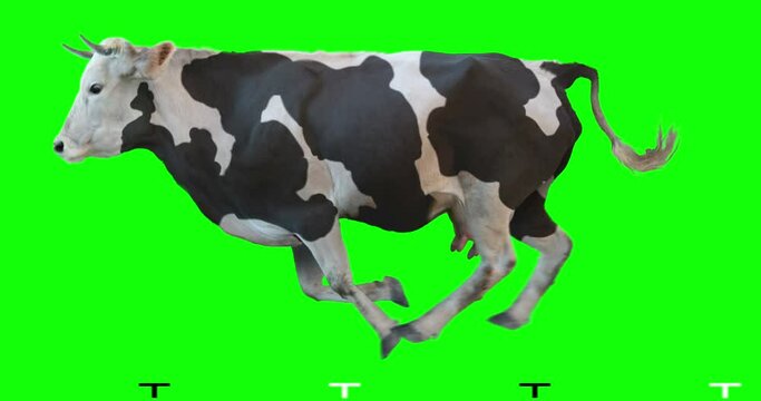 Black and white cow runs on a transparent background. Cyclic animation. Green Screen. Can also use as a silhouette.