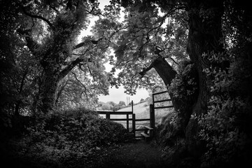 Infrared woodland in black and white cornwall uk 