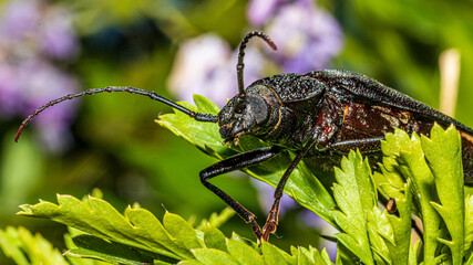 the bug on a green leaf
