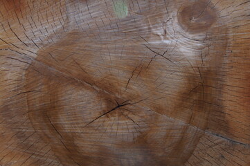 cross section of tree