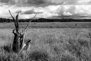Wetland/Marsh along Lake Yellowstone;  Yellowstone NP;  Wyoming
