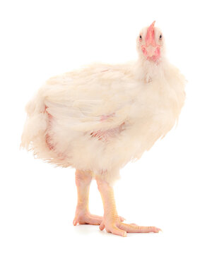 Chicken or young broiler chickens.