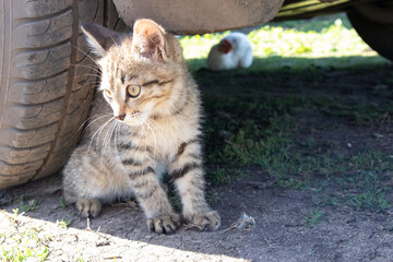 Small cat under the wheels of the car. Safety for you pet. Danger to the animal