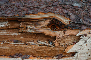 close-up of a large pine trunk, cracked rough thick tree bark. pattern abstraction, forest