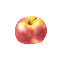 Watercolor hand-drawn picture of red apple. Red apple
