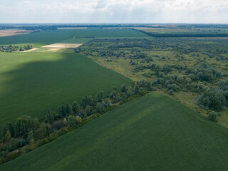 Aerial drone view. Green cornfield in Ukraine.