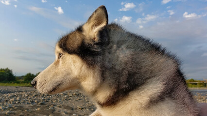 Portrait of a husky dog on a background of blue sky in the rays of the setting sun. The dog is in profile, ears are flattened, an attentive gaze. Fluffy black and white fur, blue eyes.