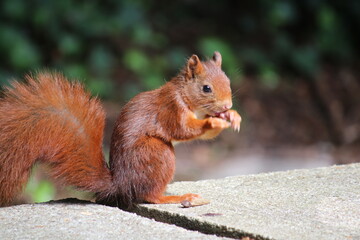 Eichhörnchen im Aachener Stadtpark in Deutschland