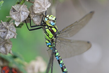 Mosaiklibelle im Aachener Stadtpark in Deutschland