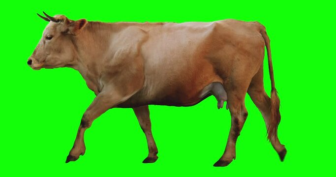 Red cow walking on a transparent background. Cyclic animation. Green Screen. Can also use as a silhouette.