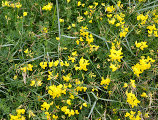 Horned frog (Lotus corniculatus L.). Background from flowering plants