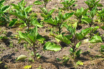 Eggplant plants grow in open ground