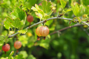 gooseberries on a branch in the garden