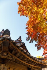 Vertical shot of a Korean traditional building near an orange leafed tree