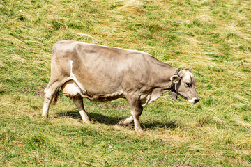 Mucca bruna da latte marrone che cammina nel prato