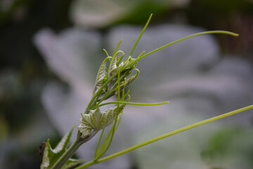 Vegetable leaf plant blooms, flower in garden outside flora nature background green grass photo natural