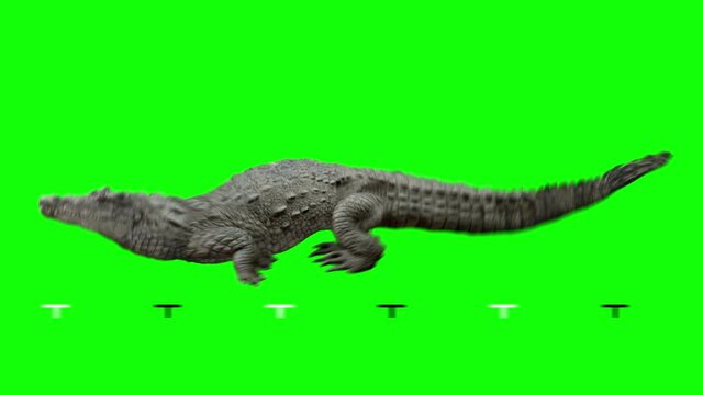 Crocodile attack run. Animation isolated and cyclic. Can also use as a silhouette. Green Screen.