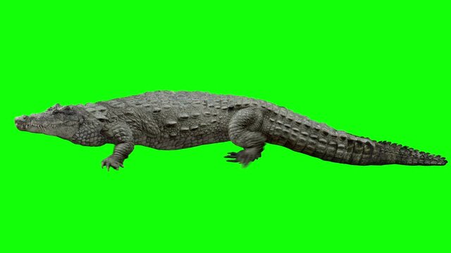 Isolated crocodile cyclical walking. Can be used as a silhouette. Green Screen.