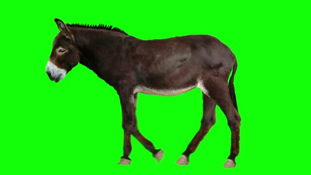 Isolated donkey cyclical walking. Can be used as a silhouette. Green Screen.