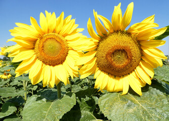 Kwitnące na polu dwa duże kwiaty słonecznika - obrazy, fototapety, plakaty
