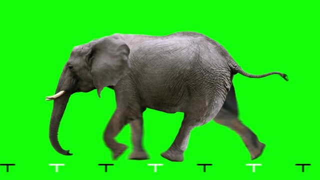 African elephant running on green screen for easy chroma keying. An isolated animal video allows to add background in post-production. Element for visual effects.