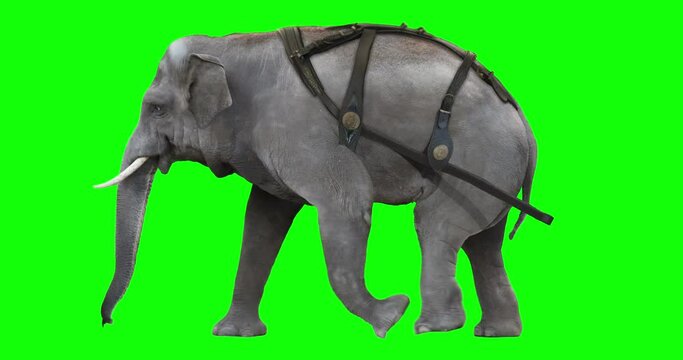 Indian elephant harnessed and walking on green screen. An isolated asian animal video using chromakey allows to add background in post-production. Element for visual effects.
