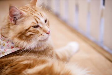 Cute tabby cat with yellow eyes and long whiskers. Close-up portrait of a beautiful cat.