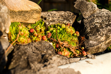 mushrooms on the ground