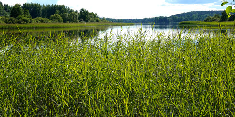 Calm lake behind reeds on beautiful summer day in Finland. - obrazy, fototapety, plakaty