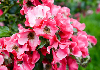 pink rose bush in garden
