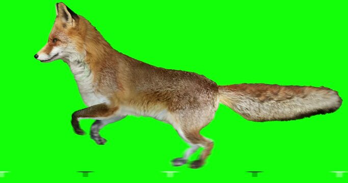 Red fox is running. Isolated and cyclic animation. Green Screen.